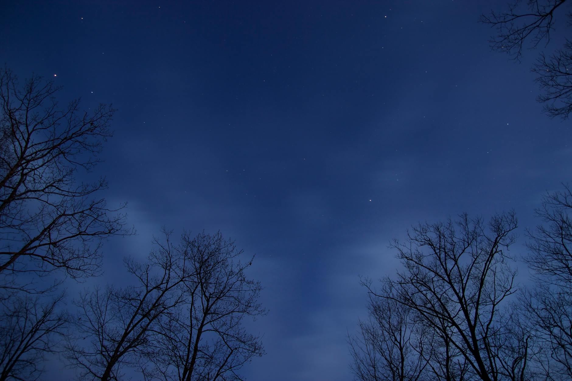 Zimowe nocne niebo pełne gwiazd nad czarnymi sylwetkami drzew
