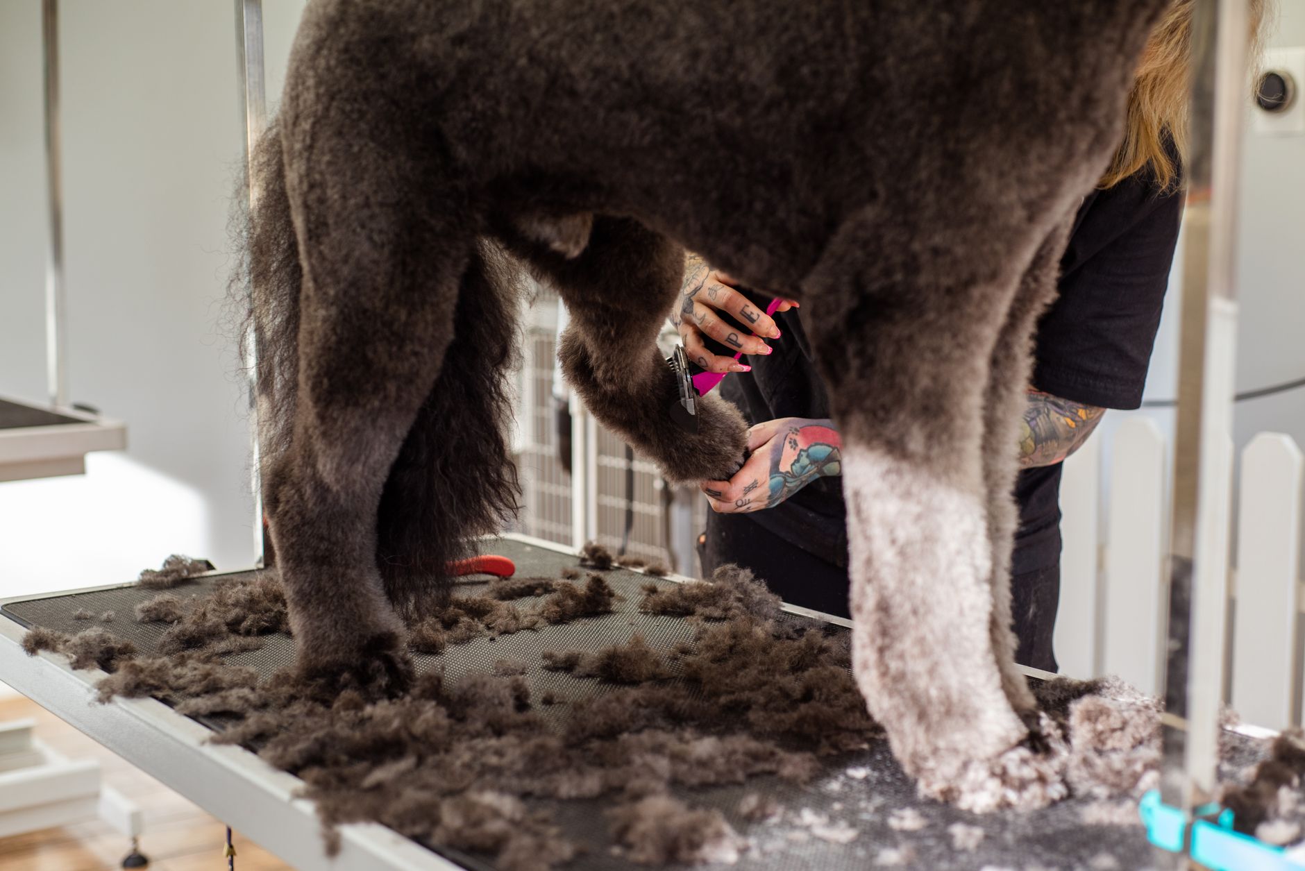 Groomer przycina sierść dużemu psu w salonie, widoczne narzędzia groomerskie