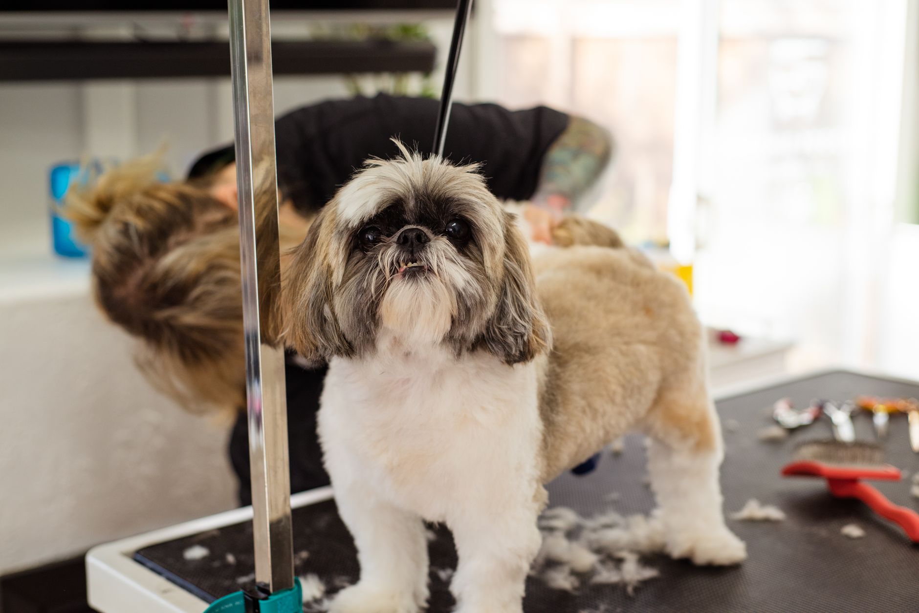 Shih tzu podczas profesjonalnego strzyżenia u groomera